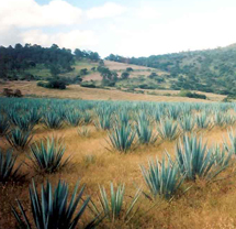 agave
